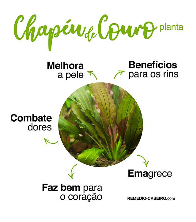 Dica de Ouro para a Saúde Renal: Alívio Natural para Cistite e Nefrite - inspiração 1