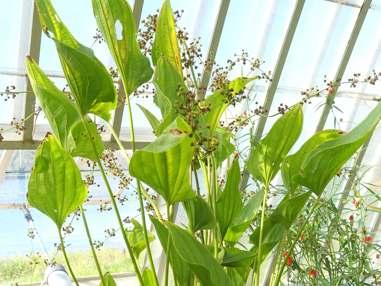 Dica de Ouro para a Saúde Renal: Alívio Natural para Cistite e Nefrite - inspiração 2