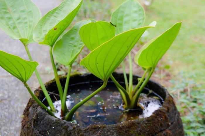 Cuidado Redobrado: Como Evitar Interações Medicamentosas Perigosas - inspiração 2