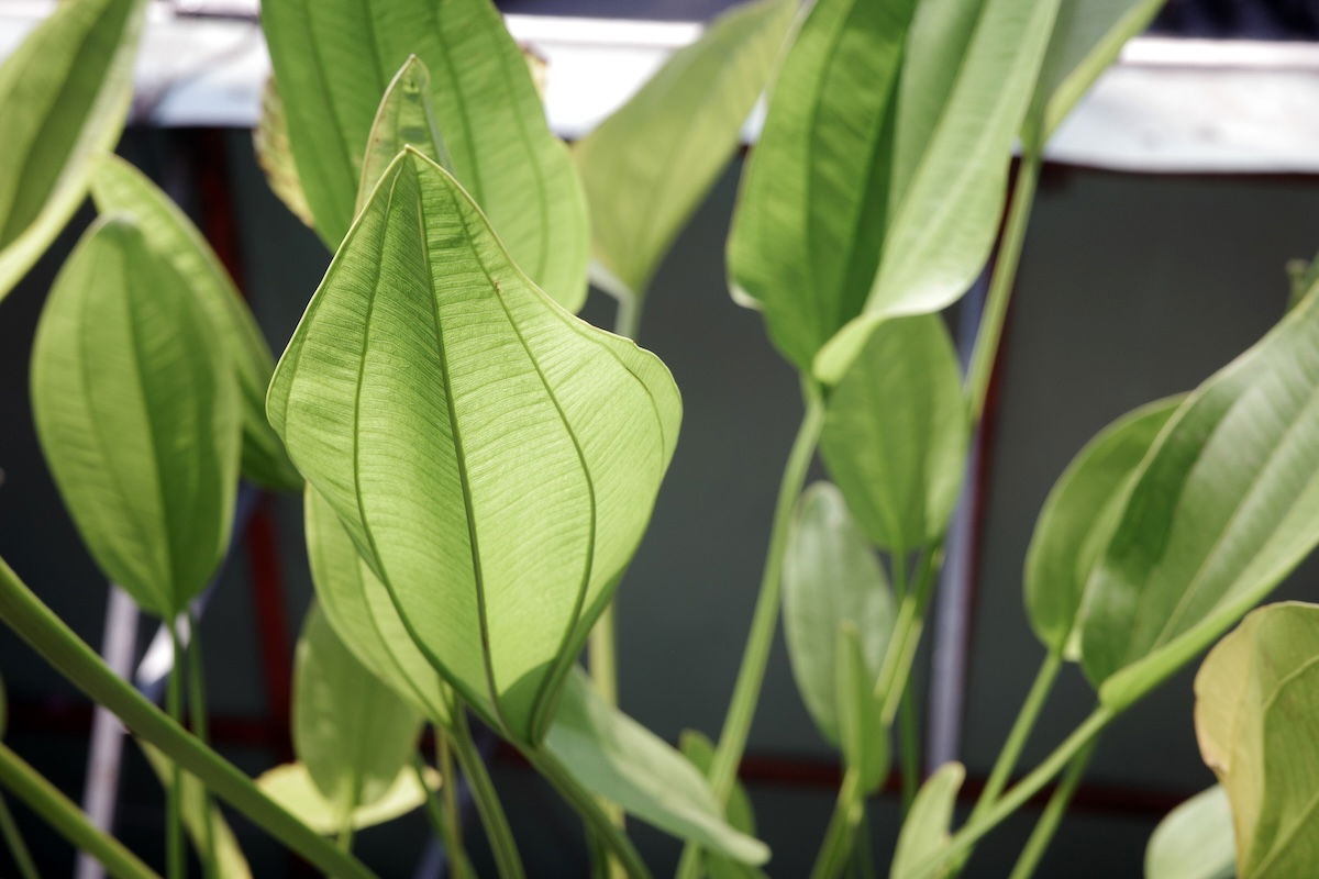 Xô, Ácido Úrico! Estratégias Naturais para Aliviar Gota e Artrite - inspiração 2