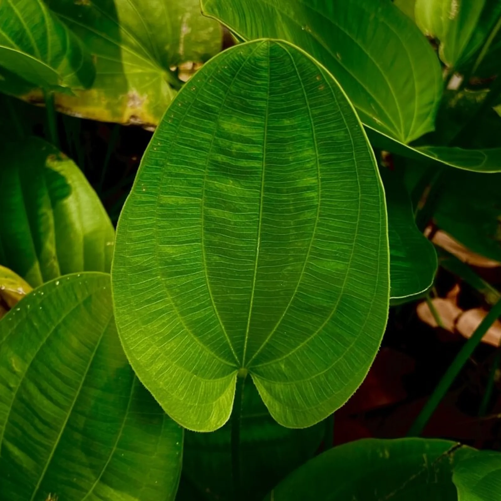 Pele Radiante de Dentro para Fora: Alívio Natural para Psoríase e Eczema - inspiração 1