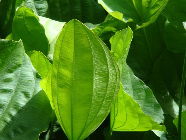 Pele Radiante de Dentro para Fora: Alívio Natural para Psoríase e Eczema - inspiração 2