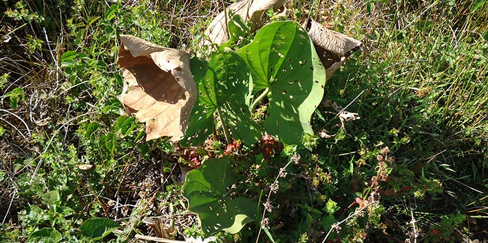 Digestão Leve e Feliz: Um Chá para Acalmar o Estômago e Intestino - inspiração 1