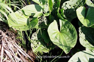 Digestão Leve e Feliz: Um Chá para Acalmar o Estômago e Intestino - inspiração 3