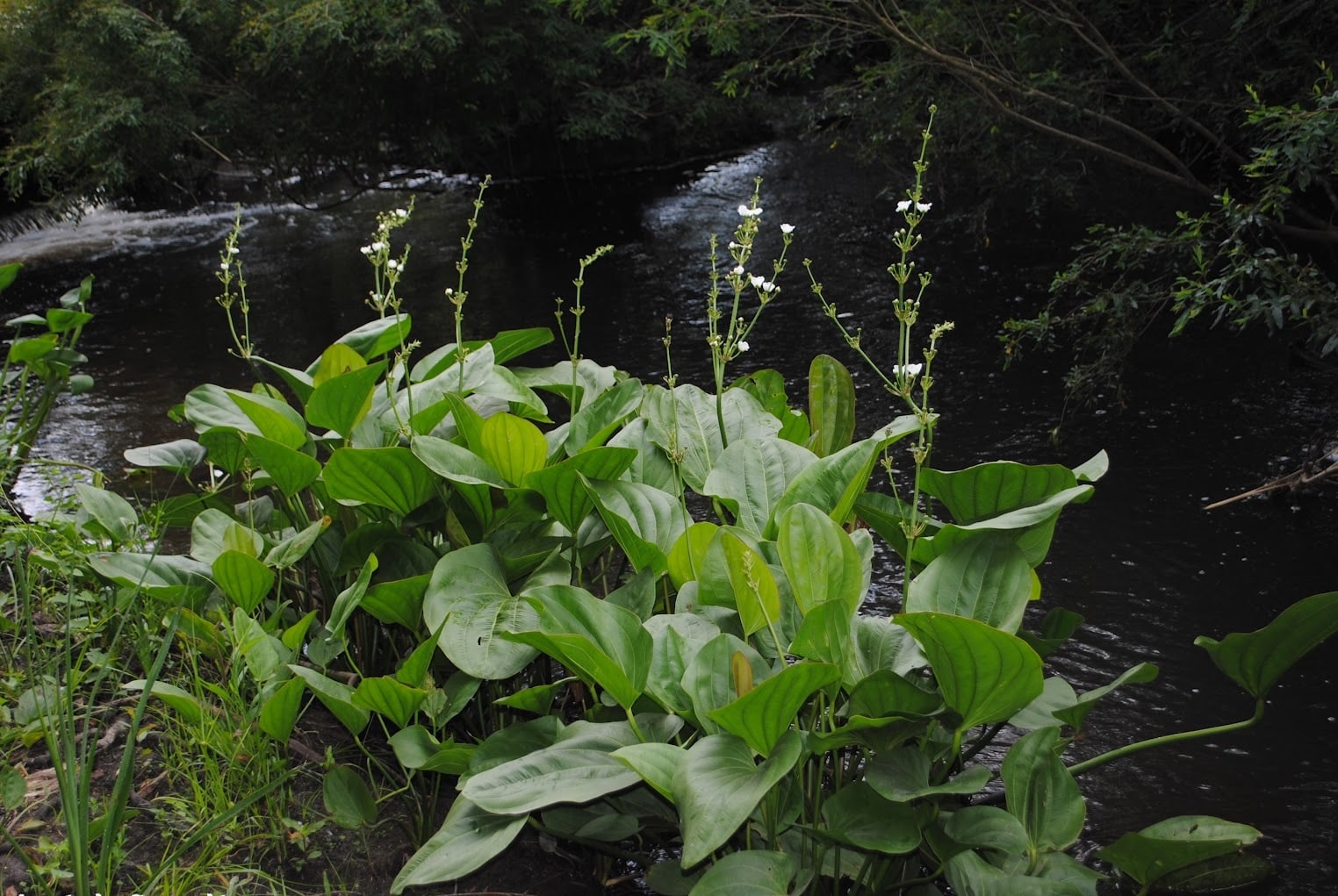 Estratégia Inteligente para Combater Inflamações e Dores Musculares - inspiração 3