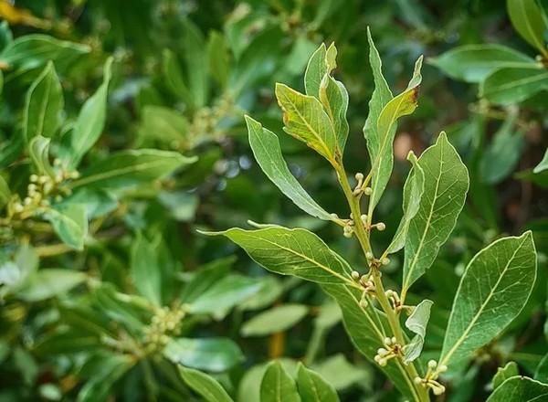 Um Ritual de Bem-Estar: Transforme o Chá de Louro em um Momento Seu - inspiração 1