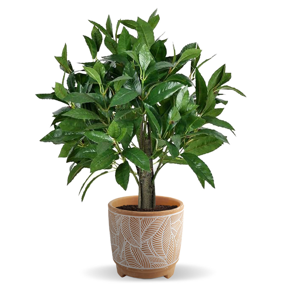 Ação Anti-inflamatória Natural: Um Abraço para Suas Articulações - inspiração 2