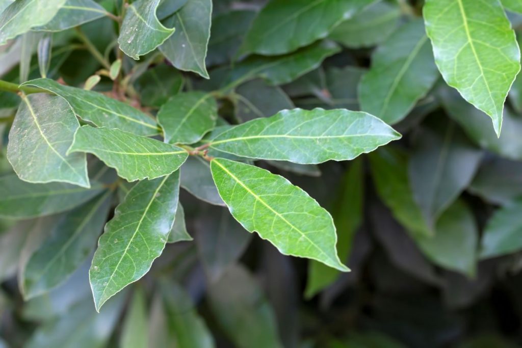 Fortaleça sua Imunidade: Um Escudo Natural Contra Doenças - inspiração 2