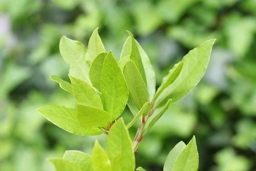 Dica de Ouro: Chá de Louro com Limão para Potencializar os Benefícios - inspiração 2