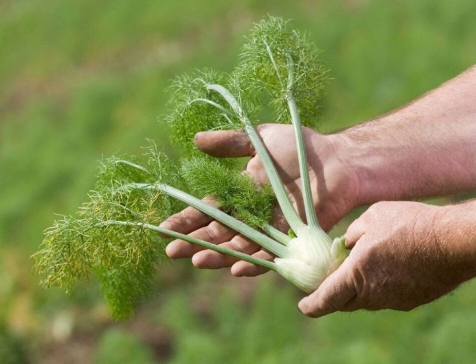 Alívio para Cólicas: Conforto em Momentos Delicados - inspiração 3