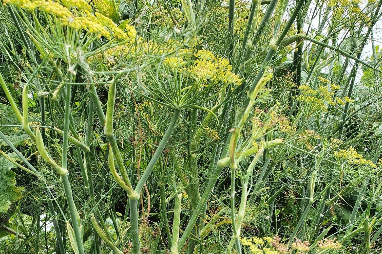 A Preparação Perfeita: Fazendo seu Chá com Maestria - inspiração 1