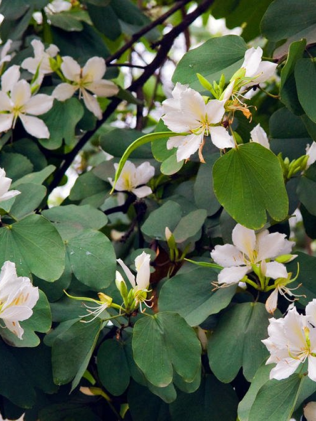 Controle Glicêmico Natural: Uma alternativa para o dia a dia - inspiração 3