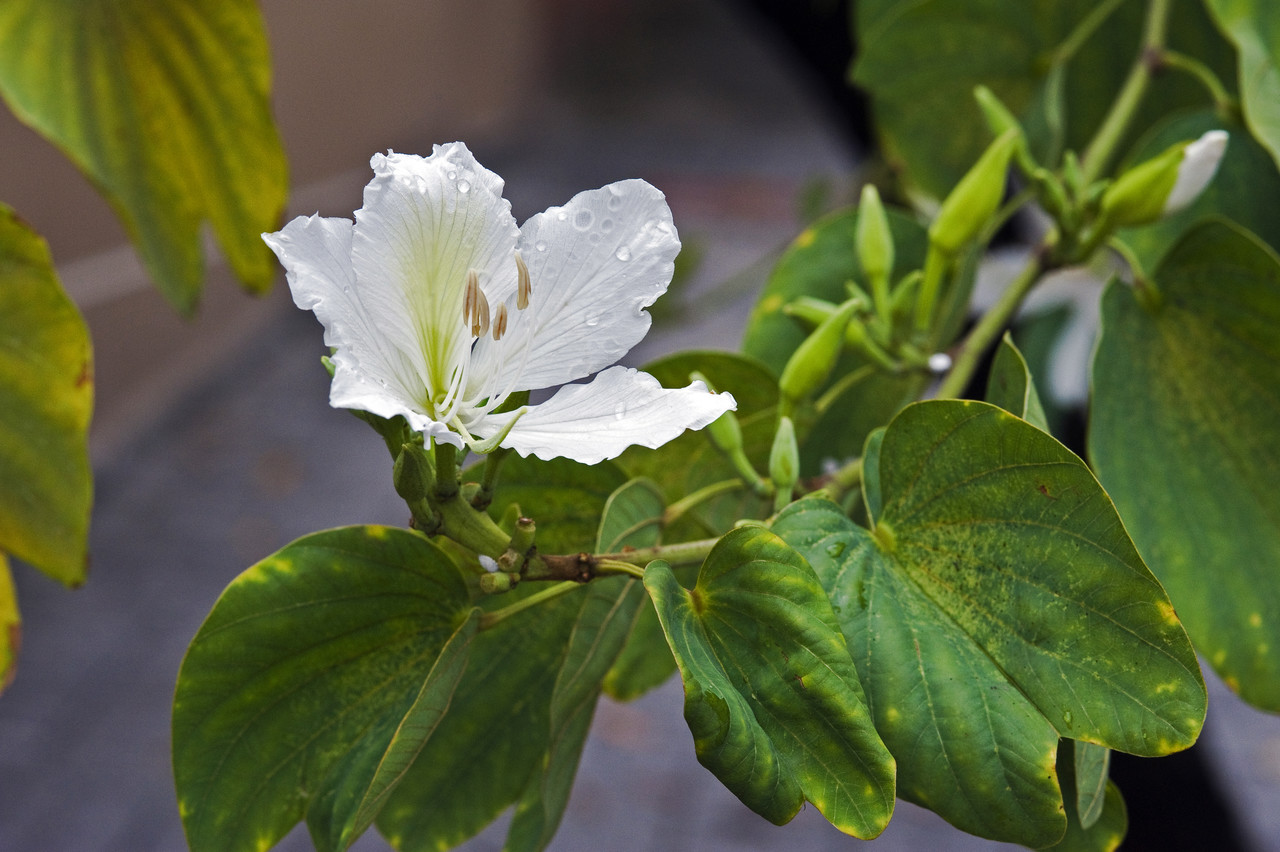 Pele Radiante: Benefícios que vão além da saúde interna - inspiração 1