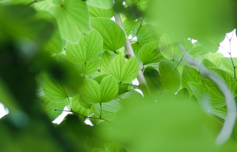 Ação Diurética Suave: Desincha e promove a saúde renal - inspiração 1