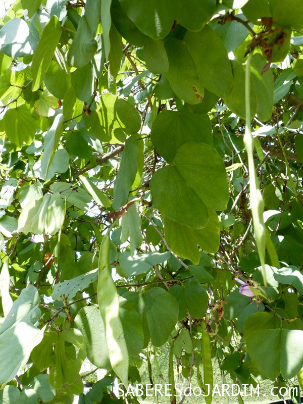 Digestão Facilitada: Alívio para o desconforto após as refeições - inspiração 3