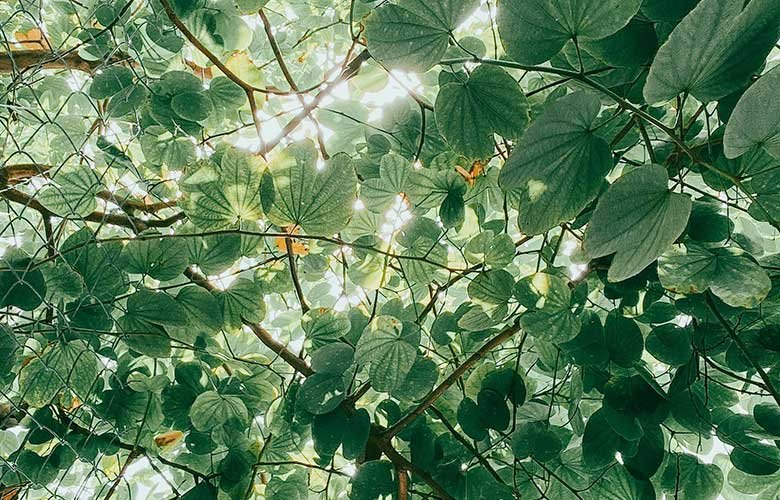 Efeito Calmante: Reduz o estresse e promove o relaxamento - inspiração 2