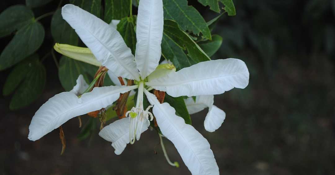 Auxílio na Perda de Peso: Um complemento natural à sua dieta - inspiração 2