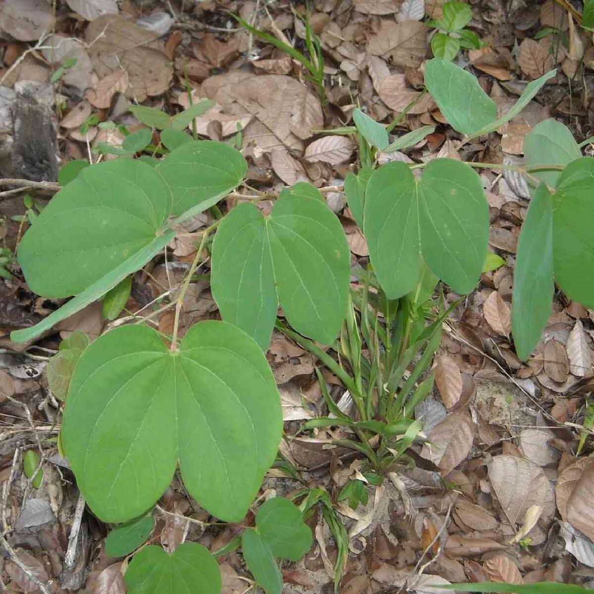 Fortalecimento da Imunidade: Nutrição que protege - inspiração 1