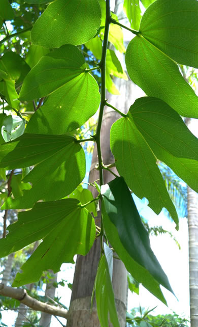 Fortalecimento da Imunidade: Nutrição que protege - inspiração 2