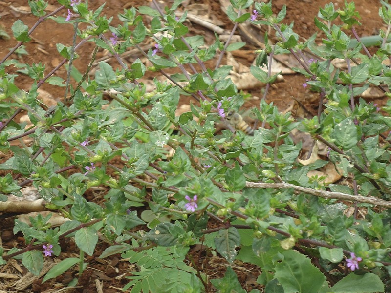 Equilibrando a Pressão Arterial: Um Apoio Natural e Gentil - inspiração 2