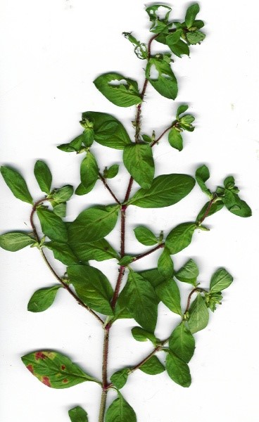 Equilibrando a Pressão Arterial: Um Apoio Natural e Gentil - inspiração 3