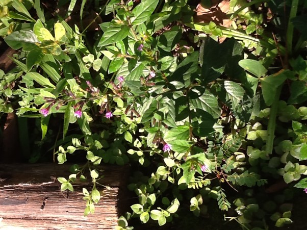 Identificando a Sete-Sangrias Autêntica: Dica de Ouro para a Escolha - inspiração 1