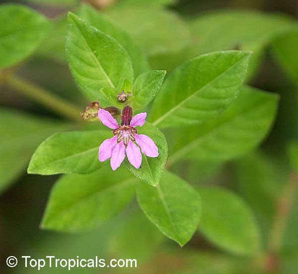 Melhorando a Circulação Sanguínea: Diga Adeus ao Inchaço e Cansaço - inspiração 1