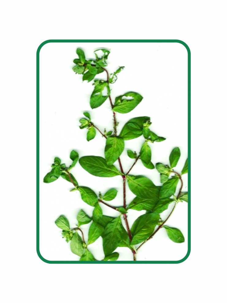 Melhorando a Circulação Sanguínea: Diga Adeus ao Inchaço e Cansaço - inspiração 2