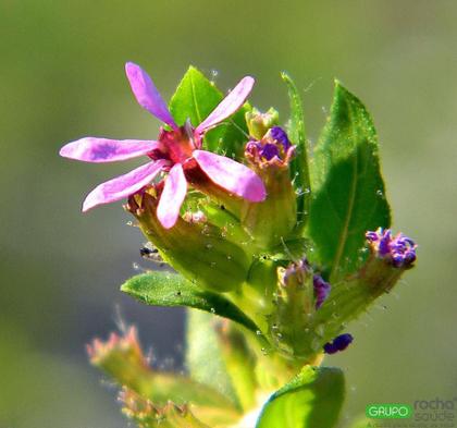 Melhorando a Circulação Sanguínea: Diga Adeus ao Inchaço e Cansaço - inspiração 3