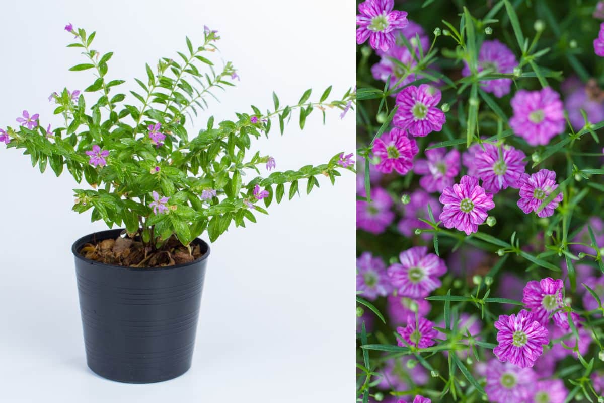 Cuidado Cardíaco: Fortalecendo o Ritmo do Seu Coração - inspiração 1