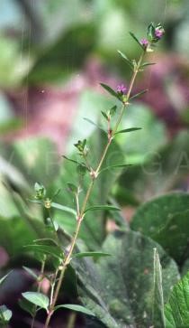 Cuidado Cardíaco: Fortalecendo o Ritmo do Seu Coração - inspiração 2