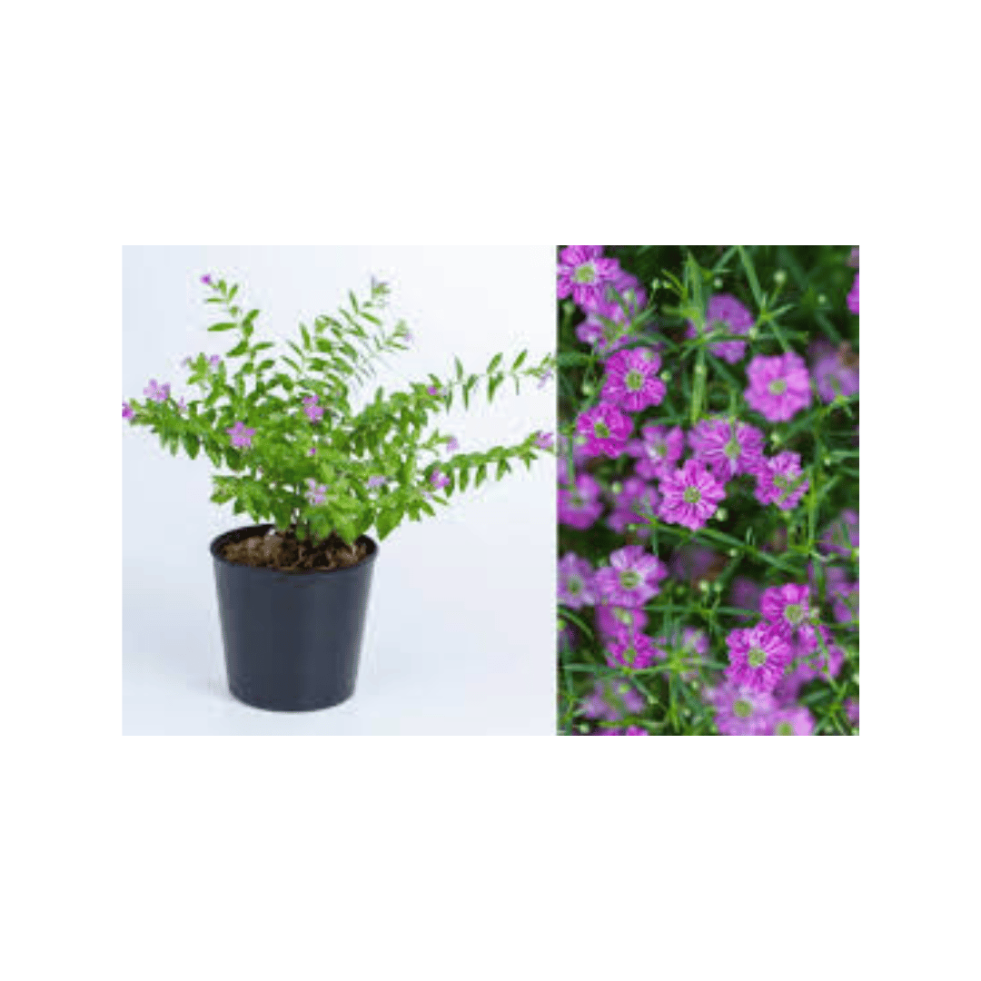 Cuidado Cardíaco: Fortalecendo o Ritmo do Seu Coração - inspiração 3