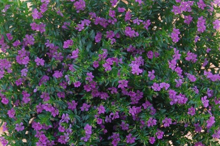 Desintoxicação do Corpo: A Chave para um Organismo Leve e Ativo - inspiração 3