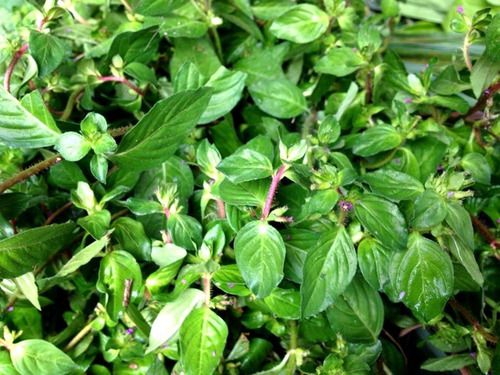 Aliado Contra o Colesterol: Mantendo a Saúde Vascular em Dia - inspiração 1