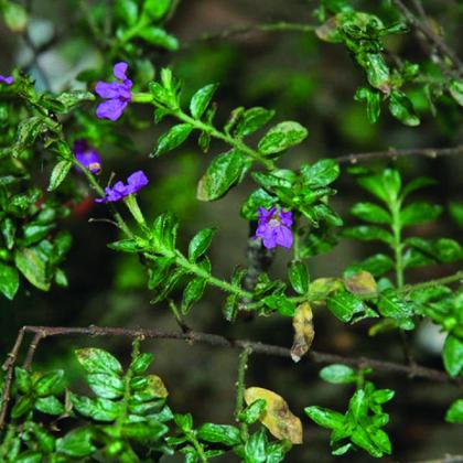 Aliviando Febres: Um Recurso Tradicional para o Conforto - inspiração 1