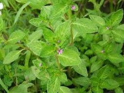 Proteção Celular: O Escudo Antioxidante para Sua Vitalidade - inspiração 3