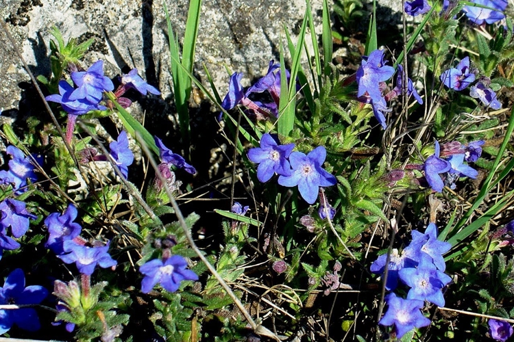 Bem-Estar da Pele: Usos Externos para Alívio e Cuidado - inspiração 1