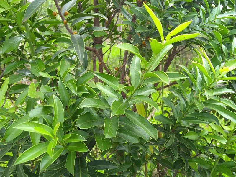 Bem-Estar da Pele: Usos Externos para Alívio e Cuidado - inspiração 3