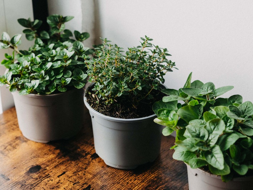 Sinais de Alerta: Quando o Chá de Tomilho Não é Suficiente e Procurar Ajuda Médica - inspiração 2