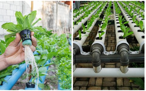 A Influência do Solo na Sede da Planta - inspiração 2