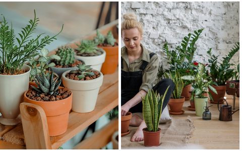 Avaliando a Umidade: O Toque do Dedo no Solo - inspiração 2