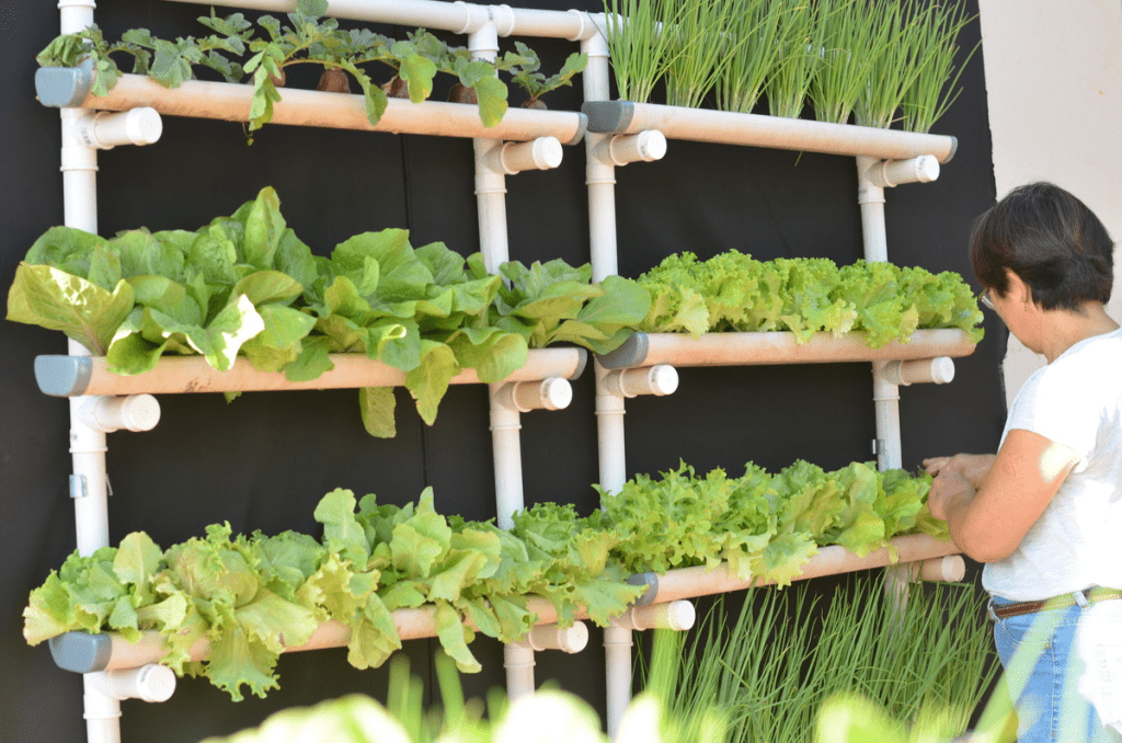 O Momento Certo: Horário Nobre para Regar - inspiração 1