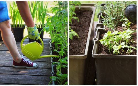 O Momento Certo: Horário Nobre para Regar - inspiração 3