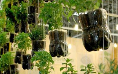 Sinais de Alerta: Como Identificar Excesso ou Falta de Água - inspiração 1