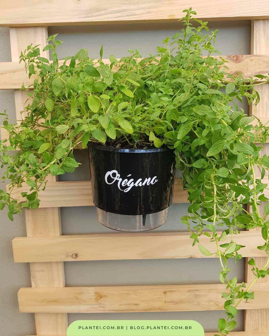 Escolha Inteligente do Vaso: O Lar Ideal para seu Orégano - inspiração 1