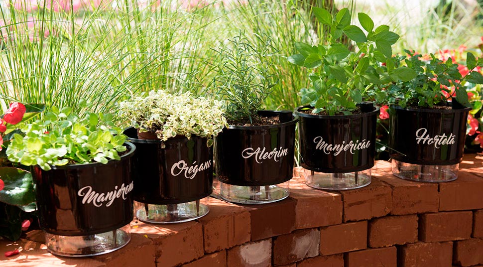 Proteção Contra Pragas e Doenças: Mantenha seu Orégano Saudável - inspiração 1