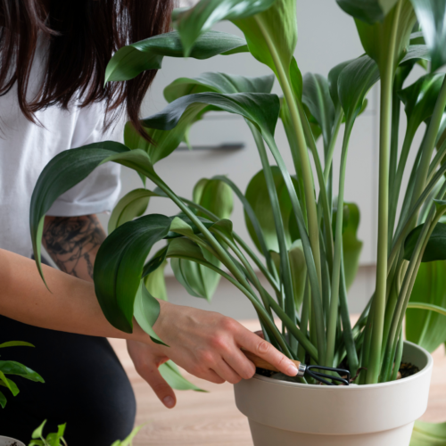 Proteção Contra Pragas e Doenças: Mantenha seu Orégano Saudável - inspiração 2