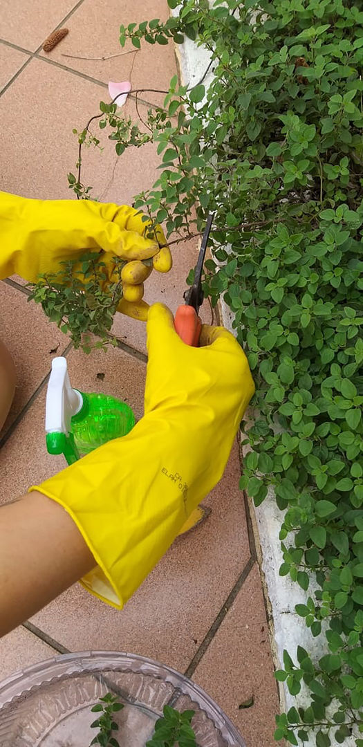 Proteção Contra Pragas e Doenças: Mantenha seu Orégano Saudável - inspiração 3