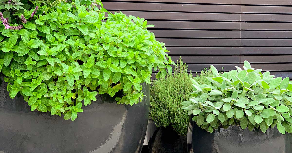 Prepare o Solo Perfeito: A Base para um Crescimento Exuberante - inspiração 1