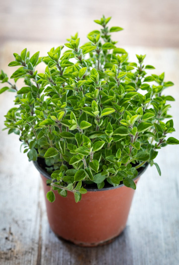 Semeando ou Transplantando: Qual a Melhor Opção para Você? - inspiração 2